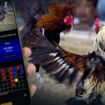 Event Sabung Ayam